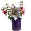 140mm Fuchsia Big and Bold
