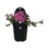 1.5L Epic Bacopa Pink - Bacopa