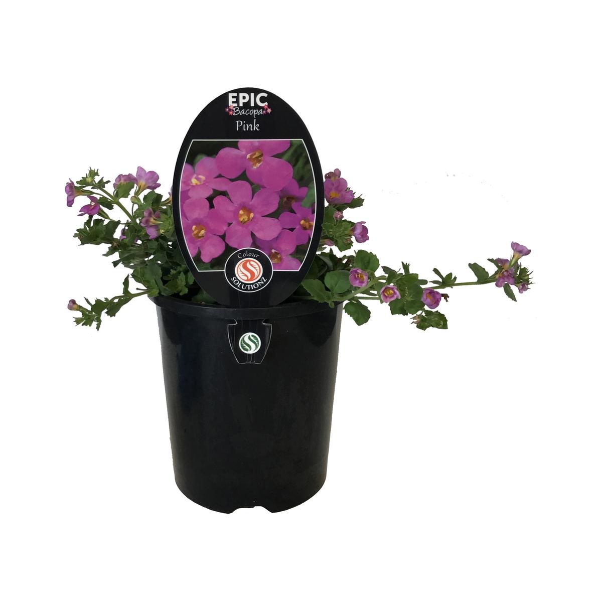 1.5L Epic Bacopa Pink - Bacopa - Bunnings New Zealand