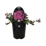 1.5L Epic Bacopa Pink - Bacopa