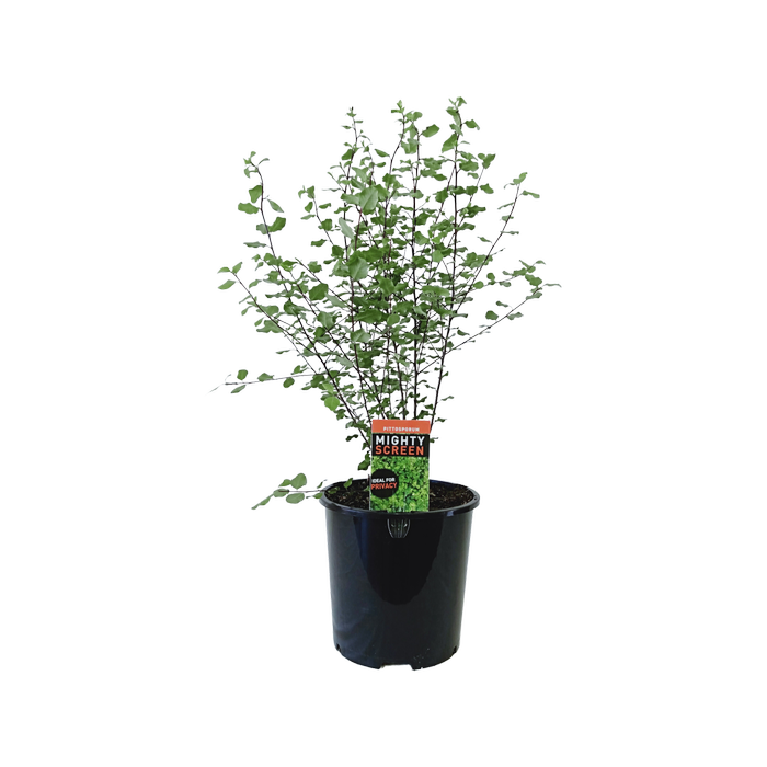 200mm Mighty Screen - Pittosporum