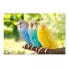 Budgies Birds On Branch  Print 100% Australian Made 50 x 40cm  (Acrylic)
