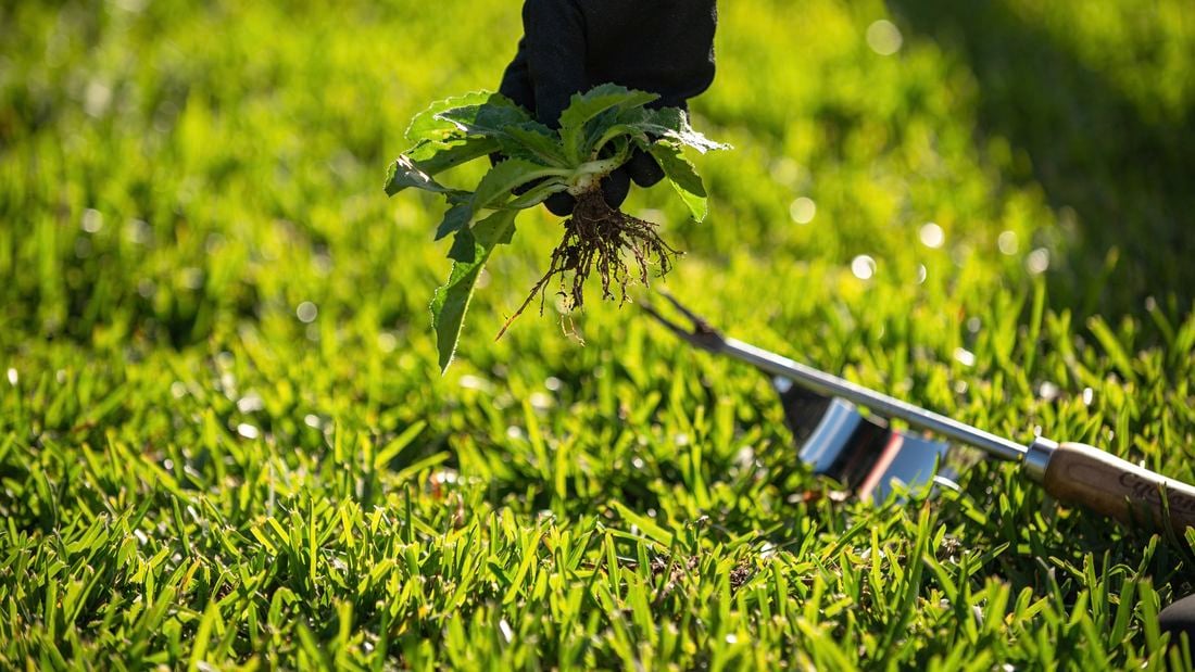 person removing weeds from grass