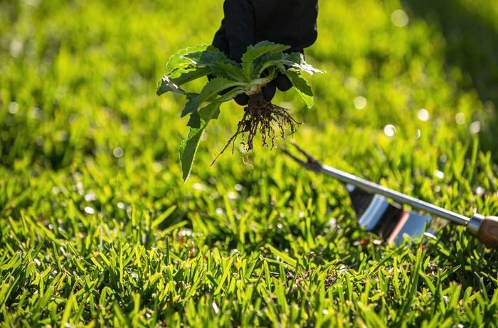 person removing weeds from grass