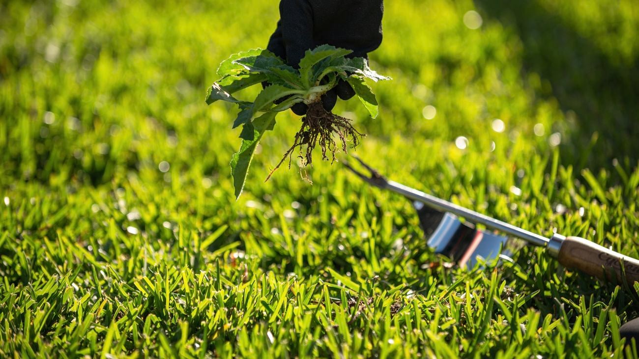 person removing weeds from grass