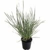 1.5L Lomandra White Sands - Lomandra longifolia