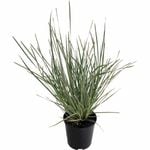 1.5L Lomandra White Sands - Lomandra longifolia