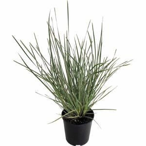 1.5L Lomandra White Sands - Lomandra longifolia