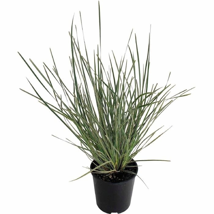 1.5L Lomandra White Sands - Lomandra longifolia