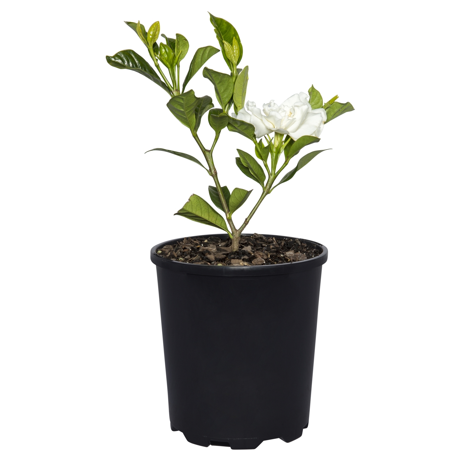 140mm Assorted Gardenias product image