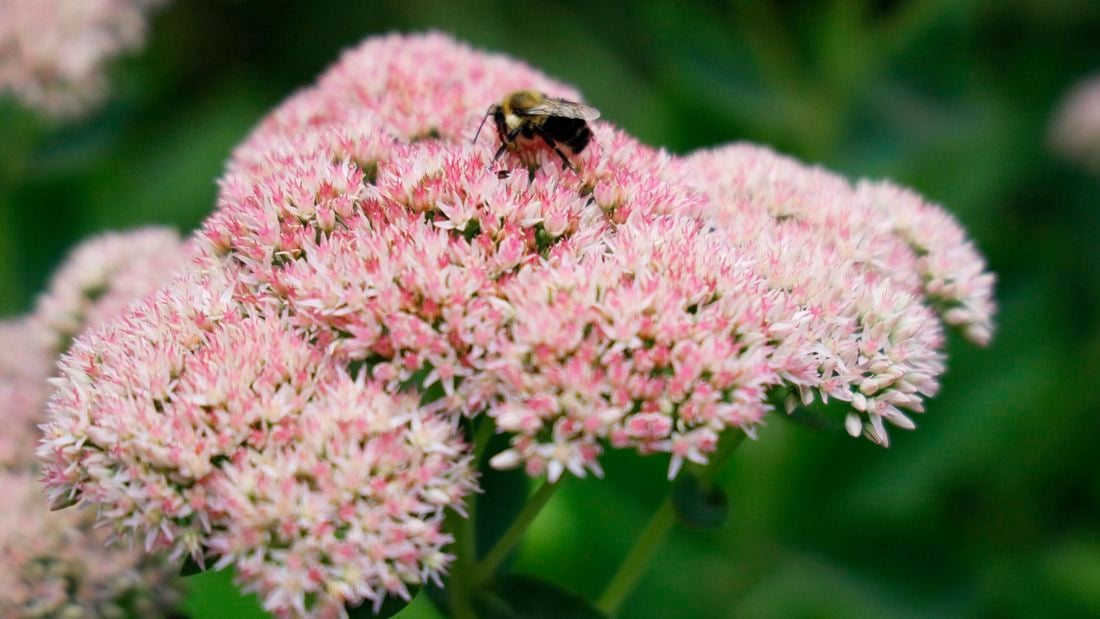 pale pink Sedum plant in flower with a bee