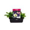 Petunia Jamaica Jive Punnet - Petunia x hybrida