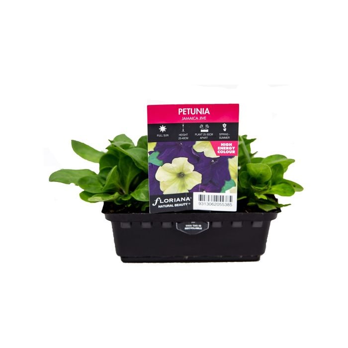 Petunia Jamaica Jive Punnet - Petunia x hybrida