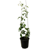 3.5L New Zealand Clematis - Clematis paniculata