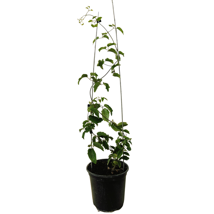 3.5L New Zealand Clematis - Clematis paniculata