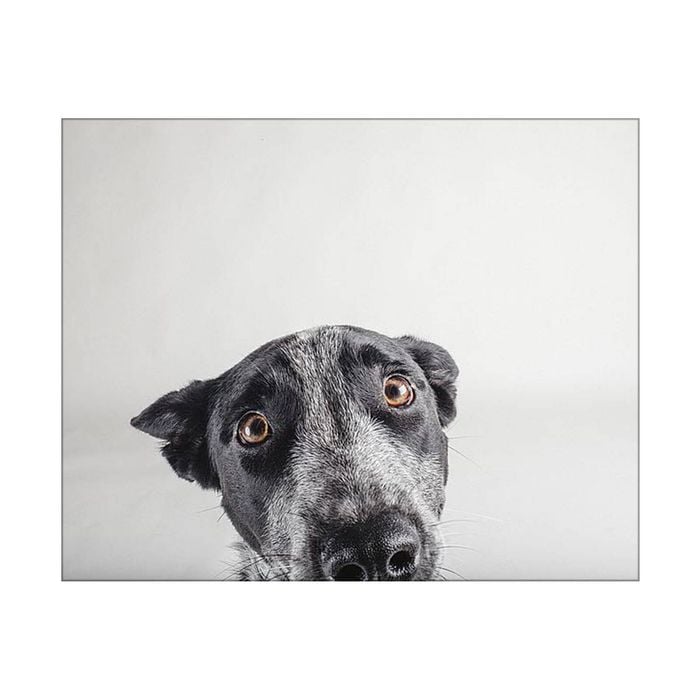 Artey | Blue Zuck - Stretched Canvas - Stretched Canvas - 40 x 50cm