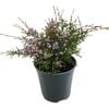 2.5L Thryptomene - Thryptomene saxicola