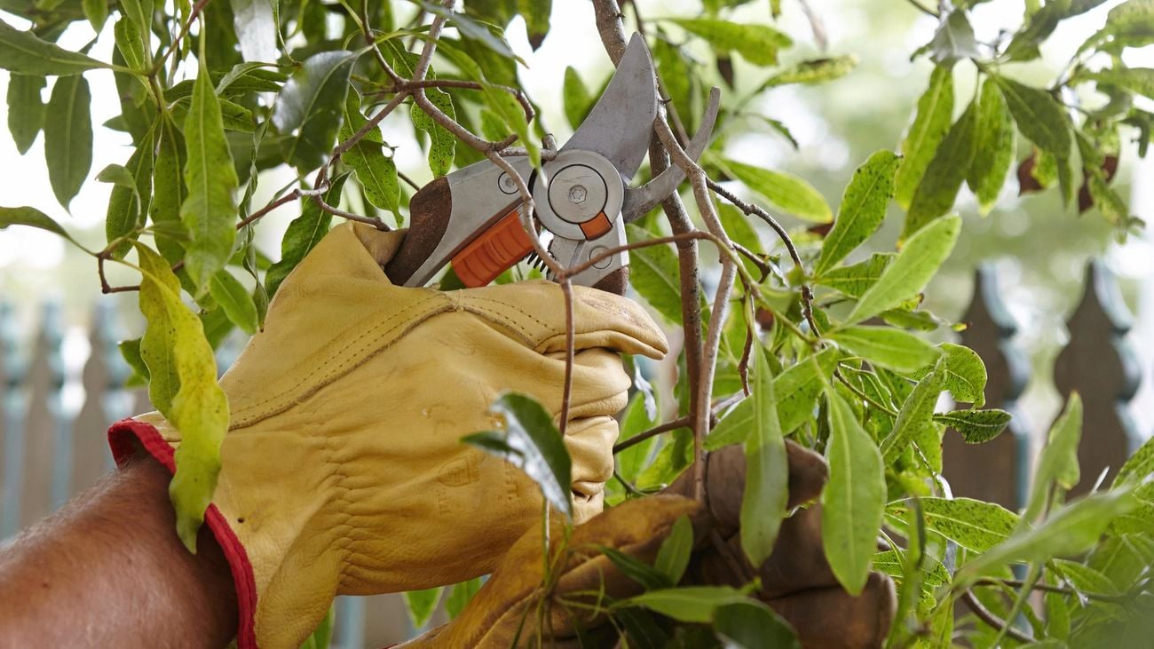 A person wearing gloves pruning a tree with secateurs