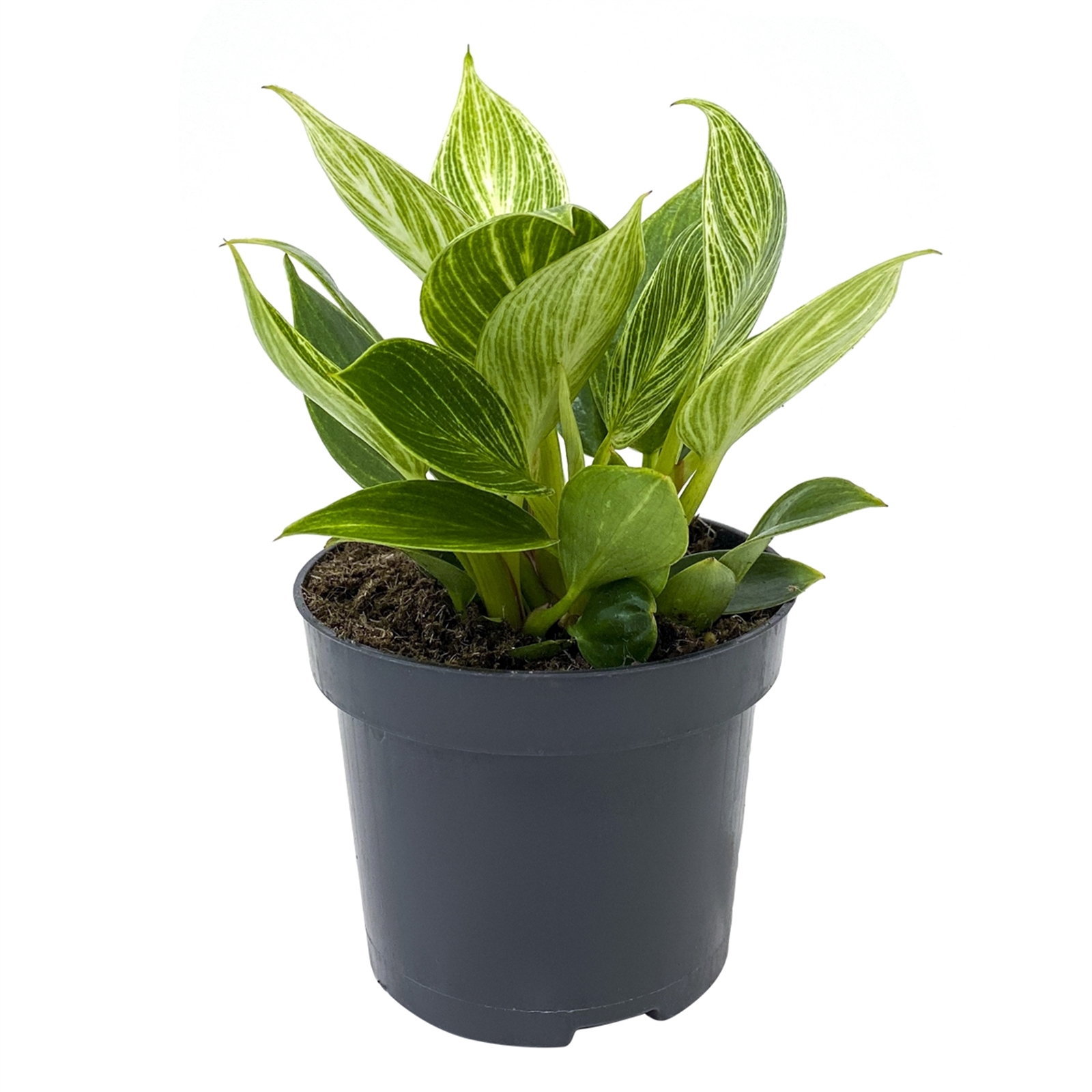succulent planter large Bubble Plant Pot