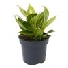 95mm Philodendron Birkin - Philodendron tatei