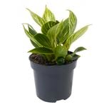 95mm Philodendron Birkin - Philodendron tatei