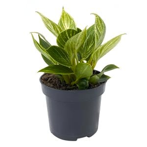 95mm Philodendron Birkin - Philodendron tatei