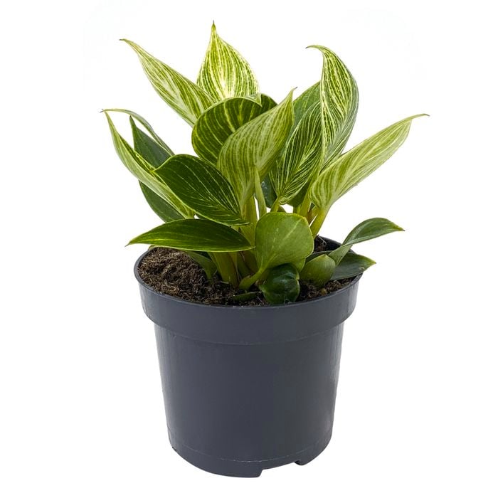 95mm Philodendron Birkin - Philodendron tatei