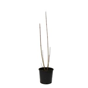 200mm Cornus Alba Sibirica