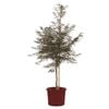 250mm Red Pygmy Japanese Maple - Acer palmatum