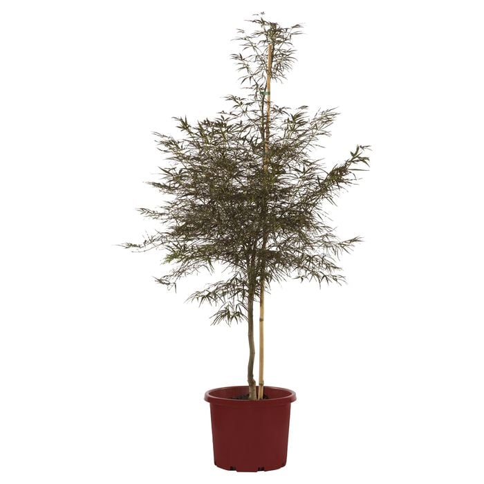 250mm Red Pygmy Japanese Maple - Acer palmatum