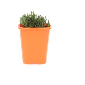 85mm Bright & Easy - Mesembryanthemum Dwarf Orange