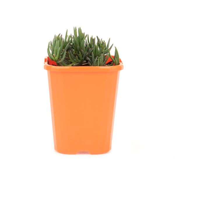 85mm Bright & Easy - Mesembryanthemum Dwarf Orange