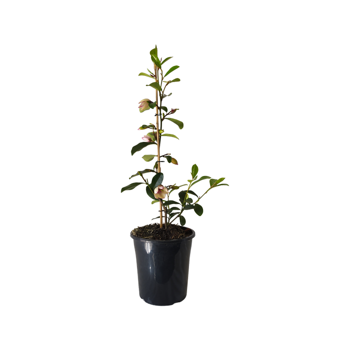 180mm Paradise Princess Little Sarah - Magnolia yunnanensis
