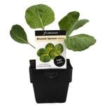 100mm Brussel Sprout Sublime - Brassica oleracea hybrid
