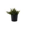 200mm Grevillea Bonnie Prince Charles