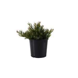 200mm Grevillea Bonnie Prince Charles