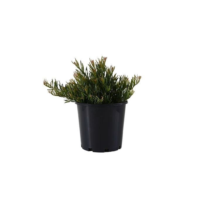 200mm Grevillea Bonnie Prince Charles