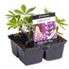 4 Cell Lupins Russell - Lupinus polyphyllus
