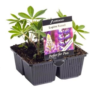 4 Cell Lupins Russell - Lupinus polyphyllus