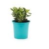 105mm Bright and Easy Crosby's Dwarf - Crassula Ovata Crosby Red