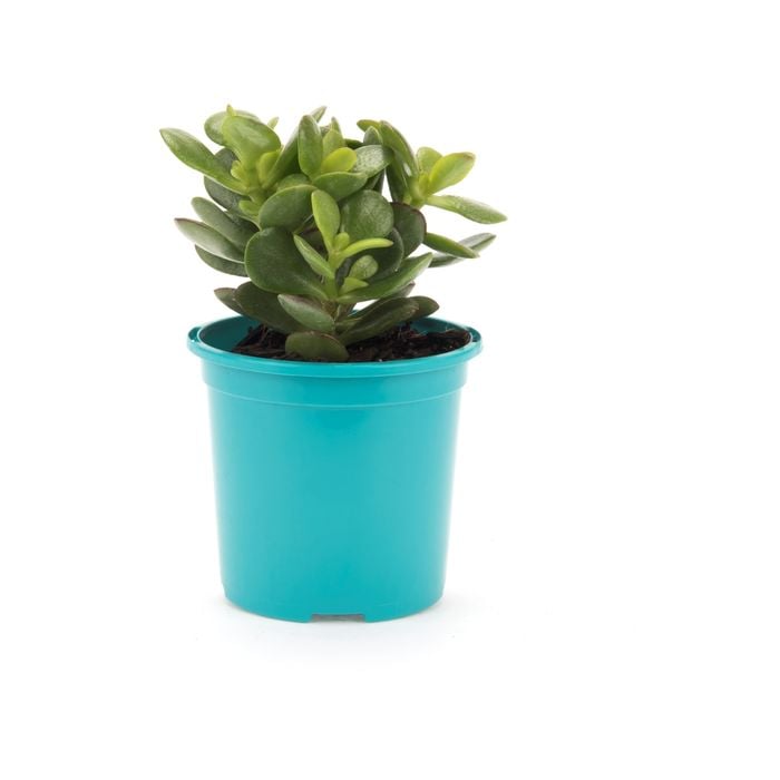105mm Bright and Easy Crosby's Dwarf - Crassula Ovata Crosby Red