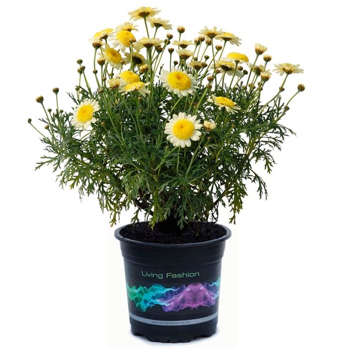 140mm Marguerite Daisy Honeycomb - Argyranthemum frutescens