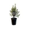 3.5L Pittosporum Marjorie Channon - Pittosporum tenuifolium