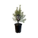 3.5L Pittosporum Marjorie Channon - Pittosporum tenuifolium