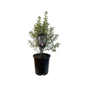 3.5L Pittosporum Marjorie Channon - Pittosporum tenuifolium