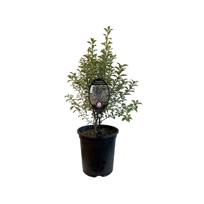 3.5L Pittosporum Marjorie Channon - Pittosporum tenuifolium