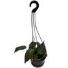 130mm Velvet Leaf Philodendron - Philodendron Micans