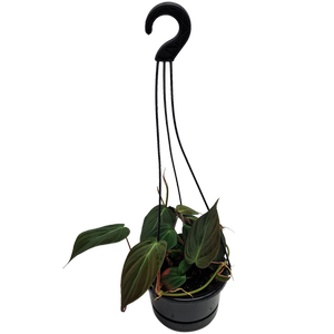 130mm Velvet Leaf Philodendron - Philodendron Micans