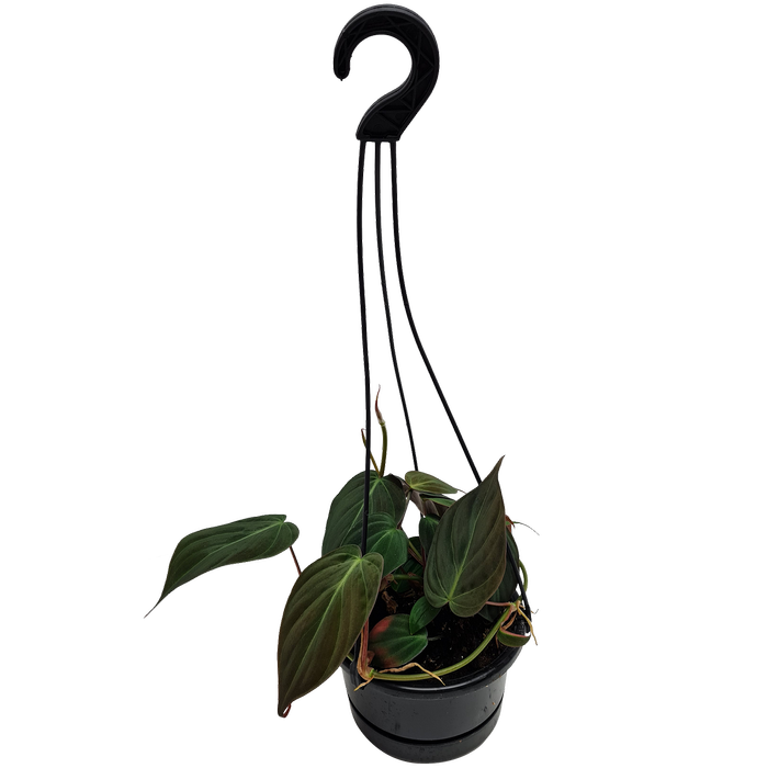130mm Velvet Leaf Philodendron - Philodendron Micans