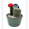 Size E Cactus in Planter